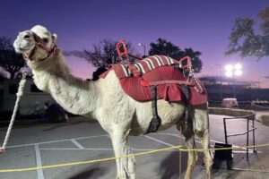 Seasonal_Encounters_Camel_Rides