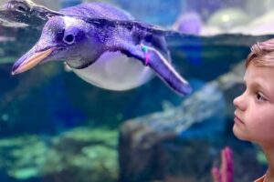 Wonders_wildlife_deals